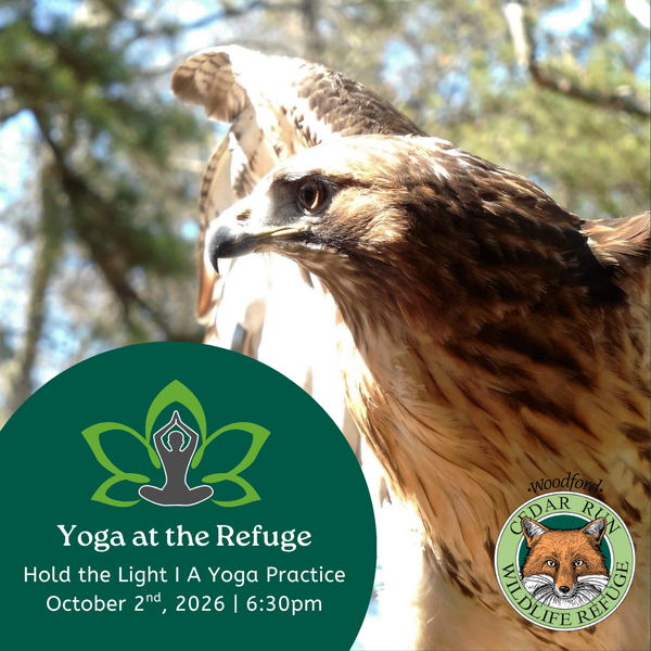 Hold the Light: A Yoga Practice At Cedar Run Wildlife Refuge